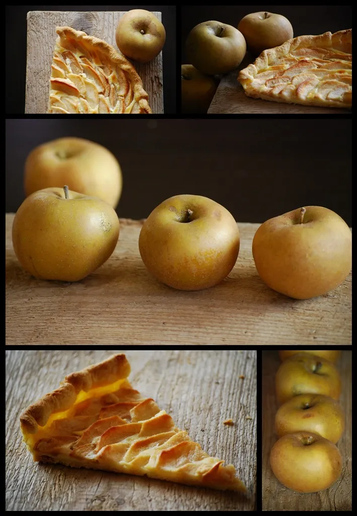 [121077] Pommier Reinette Grise Du Canada Demi Tige XXXL Pot