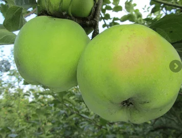 [140617] Pommier Cwastresse Simple ou Calville des Prairies Demi Tige