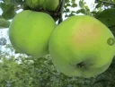 Pommier Cwastresse Simple ou Calville des Prairies Demi Tige