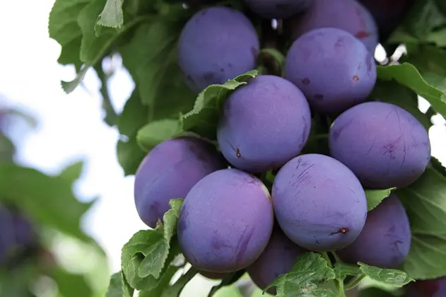Reine Claude d'Althan (Conducta) Haute Tige Prêt à produire