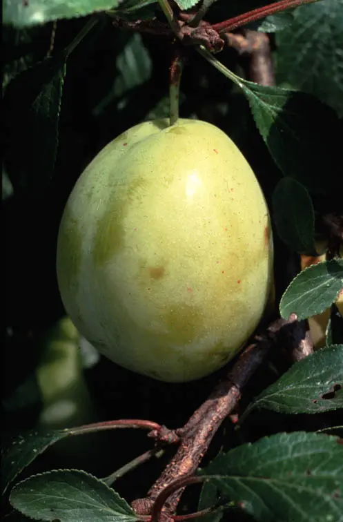 Prunier Quetsche Blanche de Letricourt Demi Tige ** Fort prêt à produire **