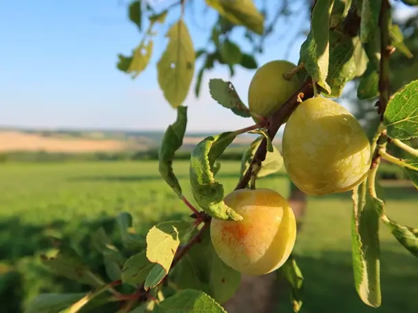 Prunier Thames Cross Buisson **Autofertile** Xtra sucrée