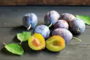 Prunier Altesse Simple HAUTE TIGE (syn. Prune de Namur ou Quetsche d'Alsace) **Autofertile**