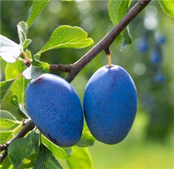 Prunier Stanley Demi Tige Pot ** Prêt à produire ** Autofertile