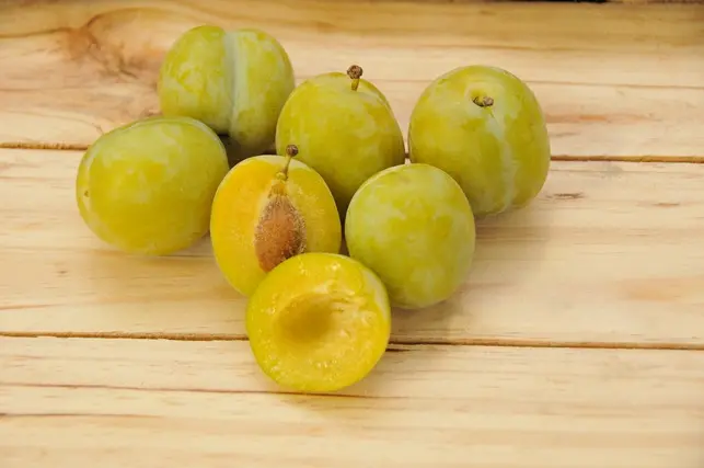 Reine Claude d'Oullins Demi Tige Pot Fort ** Prêt à produire * Autofertile et Pollinisatrice