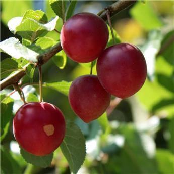 Mirabelle colonnaire Ruby Pot C5