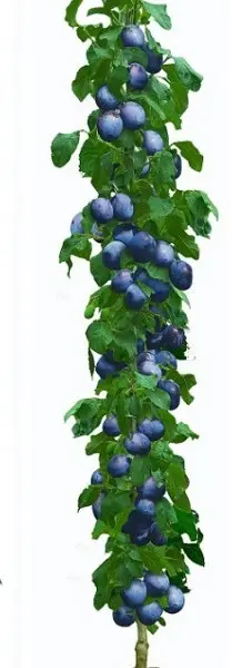 Prunier colonnaire Imperial Pot C5