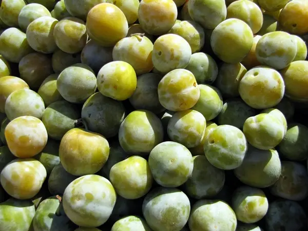 Reine Claude de Bavay Demi Tige Fort Prêt à produire ** Autofertile et Pollinisateur