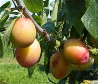 Prunier Jefferson Demi Tige * Fort prêt  àproduire.