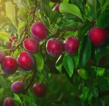 Prunier Wignon Demi Tige