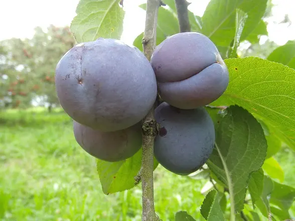 Prunier Monarch Demi Tige