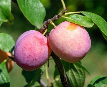 Prunier Queen Victoria Buisson Fort prêt à produire **Autofertile et Pollinisatrice **