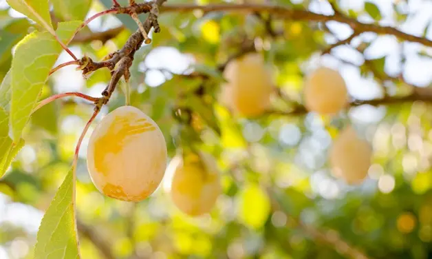 Prunier Belle de Thuin Buisson