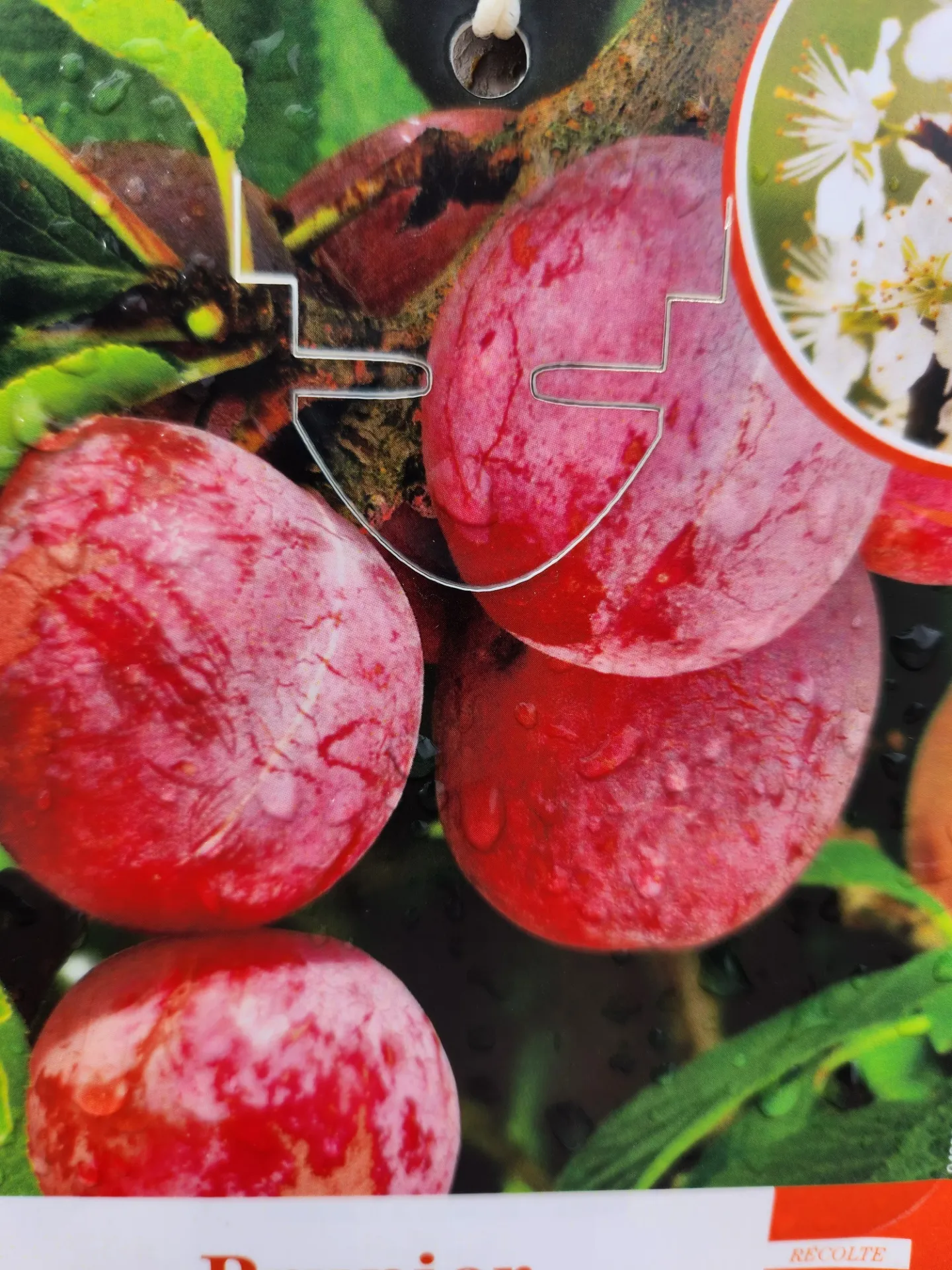 Prunier Santa Rouge Demi Tige