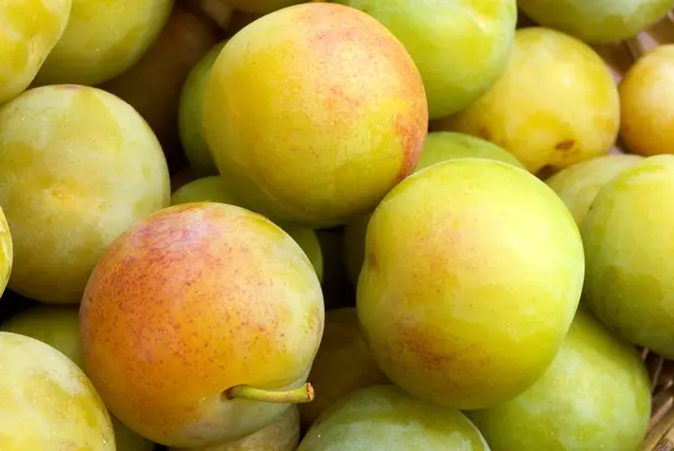 Reine Claude Dorée (Crottée) Palissé oblique Pot ** Fort prêt à produire ***