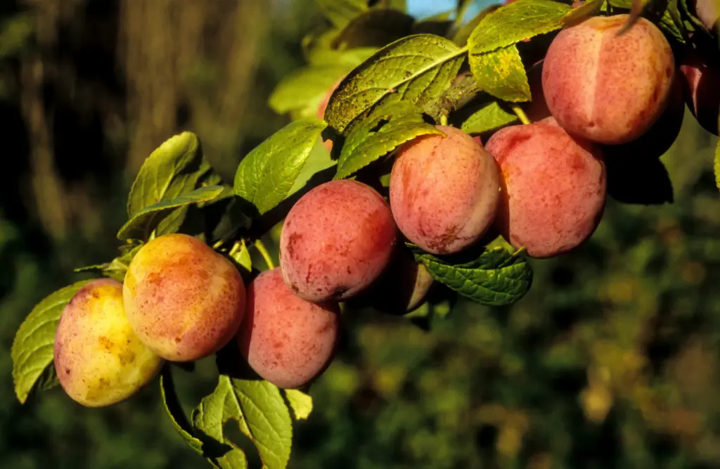 Prunier Early Laxton Buisson ** Autofertile **