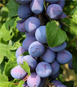 Prunier Czar Buisson Fort prêt à produire ** Autofertile **