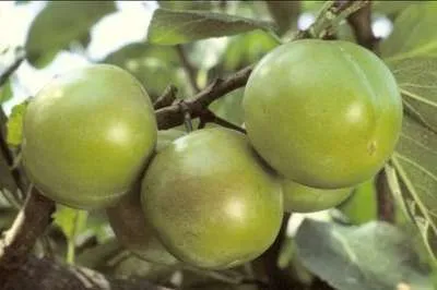 [120885] Reine Claude Verte Demi Tige Pot- Fort prêt à produire
