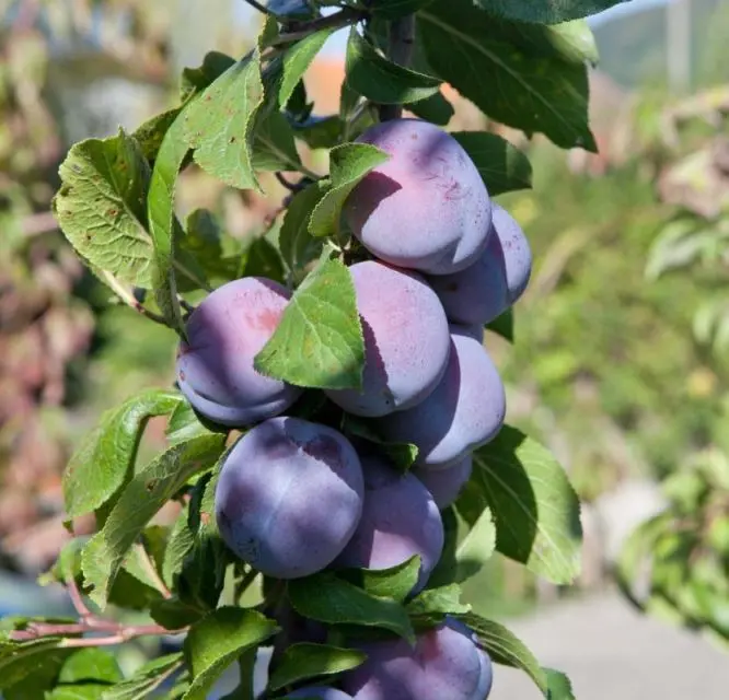 Prunier Anna Spath Buisson Fort prêt à produire **Autofertile**