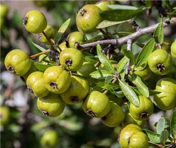 [144105] Pyrus communis 80 100 cm JPL RN *** Poirier sauvage. Remise importante à partir de 10 plantes **