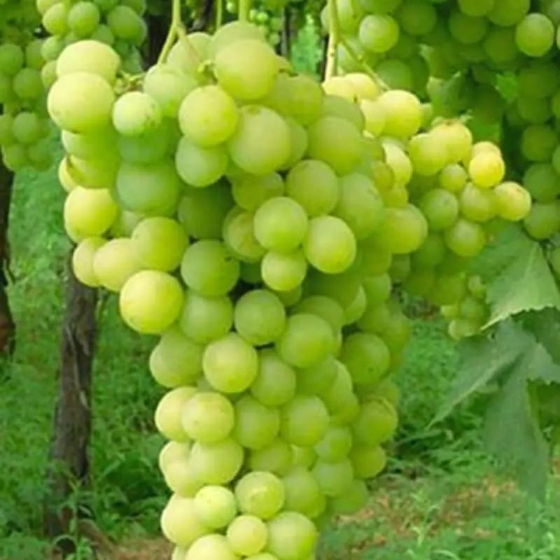 Vitis Elisabeth Pot C4L - Blanc sans pépins ** Greffé sur pied américain résistant aux maladies**