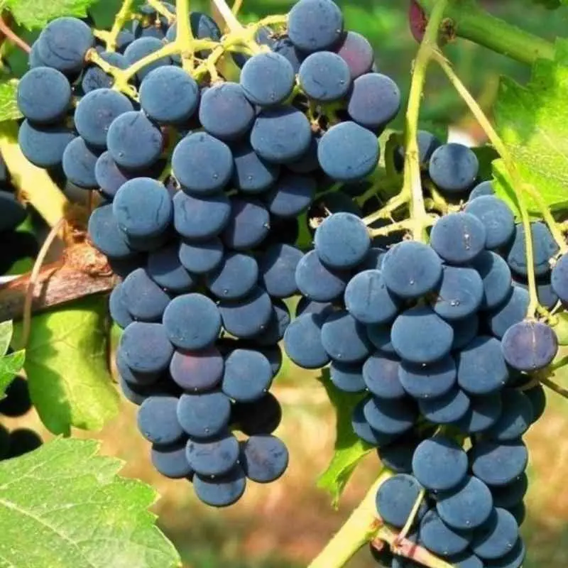 Vitis vinifera Clinton Pot C3 - Plants forts prêt à produire ** Raisin Framboise ** Très résistante aux maladies et au froid ***Greffé / pied américain **