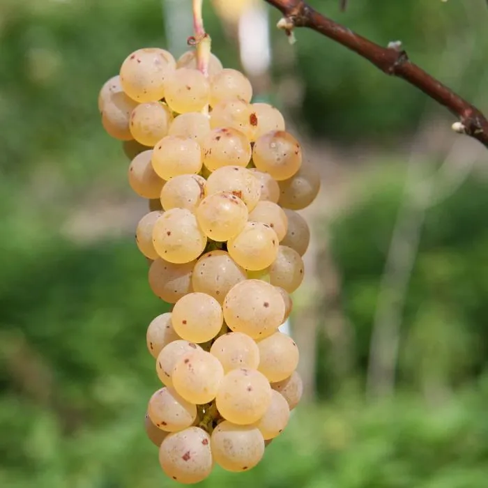 [101527] Vitis vinifera Johanniter Pot. Vigne sucrée, très résistante aux maladies et au froid. Greffé / pied américain **