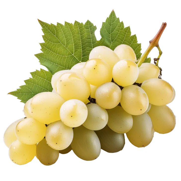 Vitis vinifera Vroege van der Laan (Chasselas doré )Pot C5 ** Vigne **