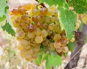 Vitis vinifera Vroege van der Laan (Chasselas doré )Pot C5 ** Vigne **