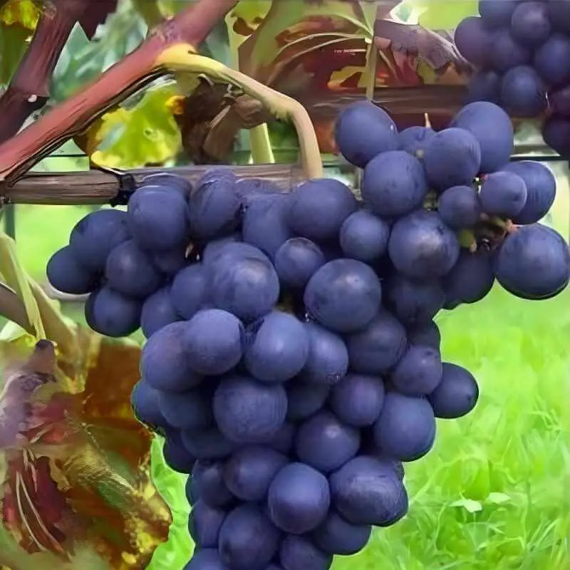 Vitis vinifera Esther Pot C3 ** Noir - Très résistante aux maladies et au froid **  ** Greffé / pied américain **