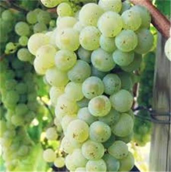 Vitis vinifera Johanniter Pot C3 ** Vigne. Sucrée. Très résistante aux maladies et au froid. Greffé / pied américain **