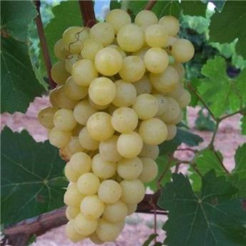 [144135] Vitis vinifera Perlette Pot C3 ** Sans pépins Très résistante aux maladies. Greffé/pied américain **