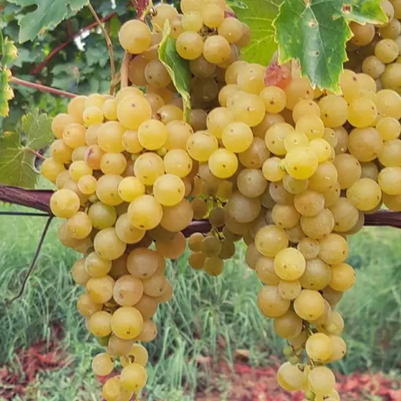 [144147] Vitis vinifera Suzi Pot C4 ** Blanc. Très sucré. Résitant au froid et aux maladies. Raisin sans pépin. Greffé / pied américain **