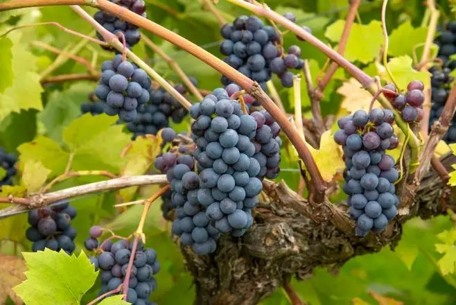 [120344] Vitis vinifera Frankenthaler Pot C2.7 (syn. : Black Hambourg ) ** Vigne **