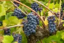 Vitis vinifera Frankenthaler Pot C2.7 (syn. : Black Hambourg ) ** Vigne **