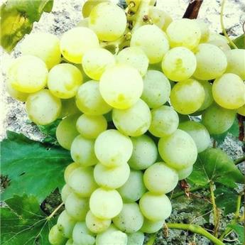[140266] Vitis vinifera Lakemont Pot C3 ** Blanc sans pépins. Très résistante aux maladies et au froid  **