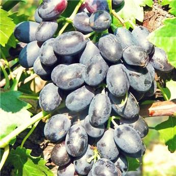 Vitis vinifera Black Helios Pot C3 ** Vigne. Presque sans pépins Très résistante aux maladies et au froid ** ** Greffé / pied américain **