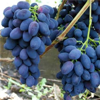 Vitis vinifera Damaris ou Georg Pot C3 ** Vigne. Raisins noirs très résistante aux maladies et au froid. Greffé / pied américain **