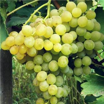 [143958] Vitis vinifera Fanny Pot C3 ** Vigne. Raisins blancs très rustique et résistant. Greffé / pied américain **