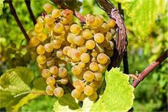 [111748] Vitis vinifera Himrod Pot C5 ** Vigne. Raisin blanc. Sans pépins. Résistant aux maladies **