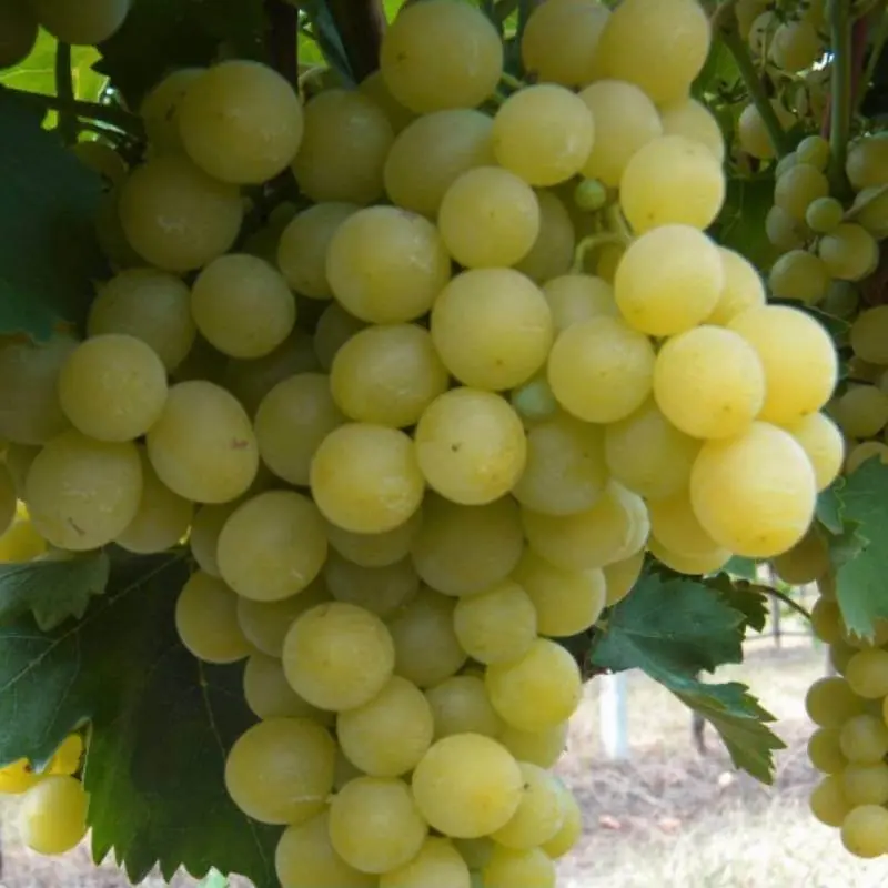 Vitis vinifera Italia Vigne Pot C3 ** Blanc-Résistante au froid, type muscat **