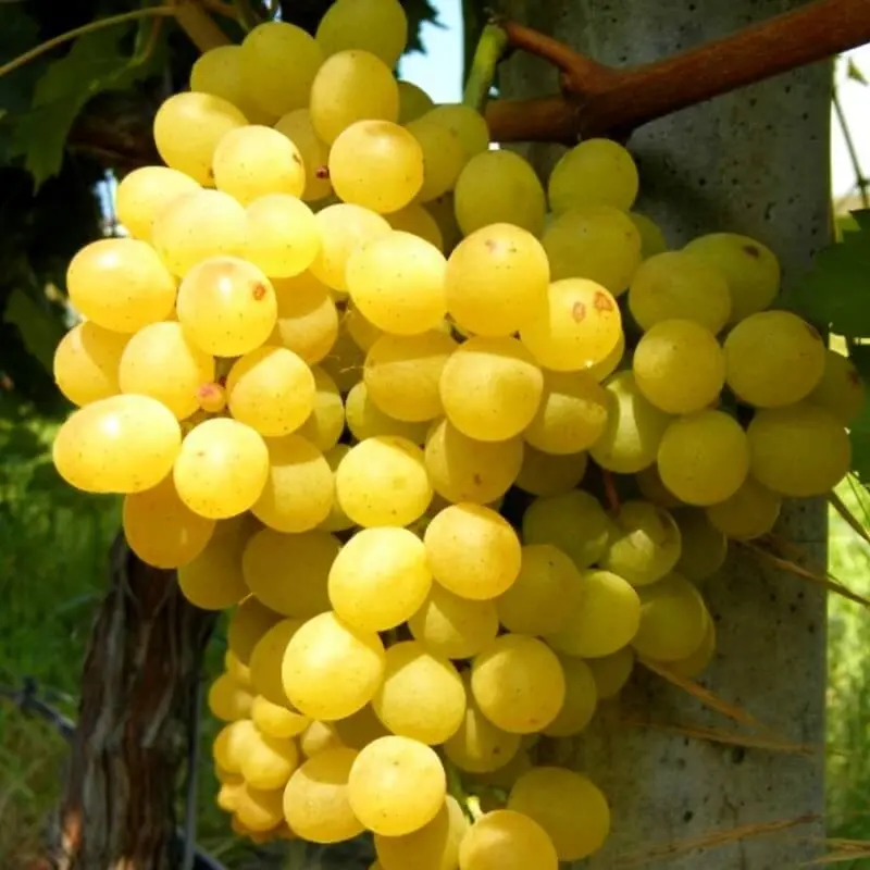 Vitis vinifera Palatina® Pot C3
