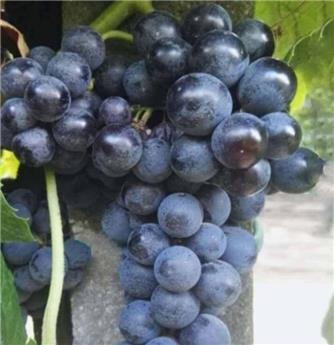 [131152] Vitis vinifera Isabela Pot C3  ** Vigne. Noirs Ancienne variété. Sans pépins. Greffé / pied américain **