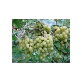 [141779] Vitis vinifera Arkadia Pot C3 * Vigne. Raisins blancs sucrés - Très résistante au froid **