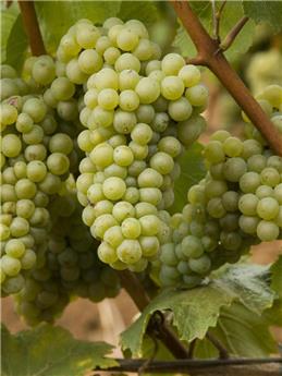 Vitis vinifera Chardonnay Pot C3 ** Vigne. Raisins blancs **