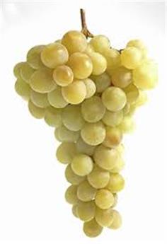 [126812] Vitis vinifera Dattier de Beyrouth Pot C2 ** Vigne. Raisin de table blanc. Greffé / américain **