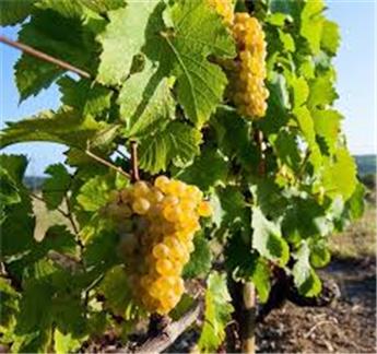 Vitis vinifera Phoenix Pot C2.7 ** Vigne. Résistant aux maladies **