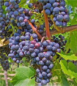 [109921] Vitis vinifera Marechal Foch Pot C3 ** Raisins noirs sucrés **