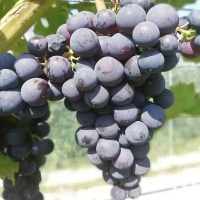 Vitis vinifera Sevar Pot C3 ** Noir, hâtif, résistante aux maladies et au froid. Greffé / pied américain **