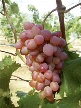 Vitis vinifera Katharina Pot C2 ** Vigne. Raisins rosés. Résistante aux maladies **
